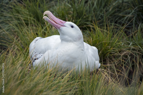Nesting Wandering Albatross, South Georgia Island, Antarctic © Guy Bryant