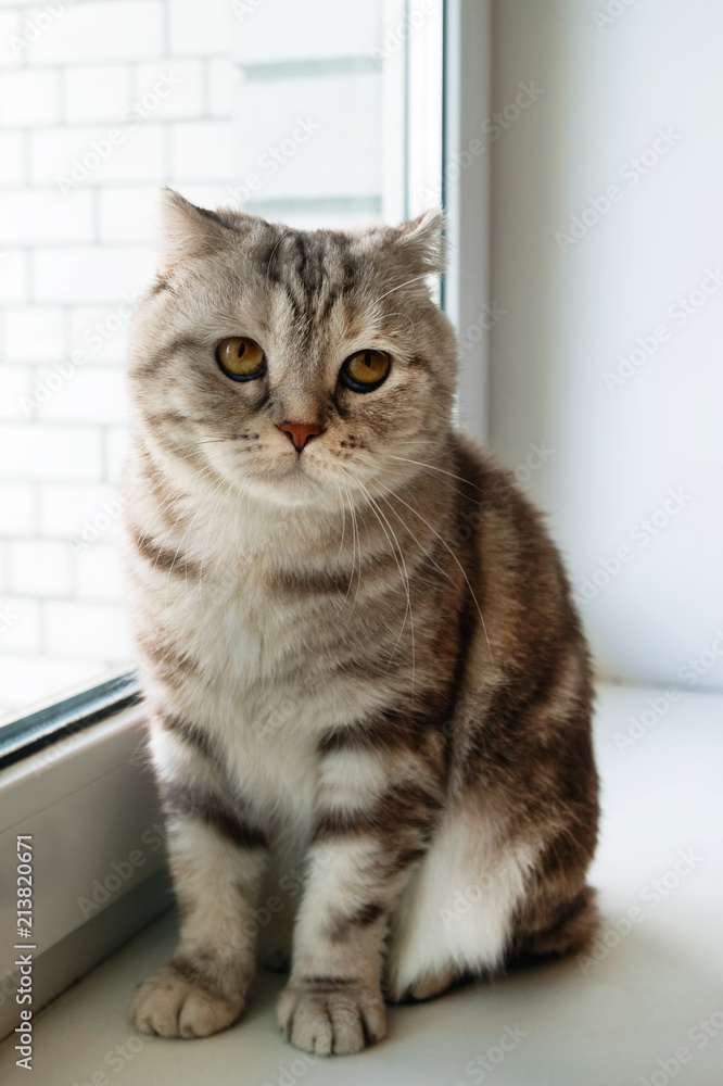 Beautiful fluffy gray tabby Scottish fold cat with yellow eyes is sitting near to the window.