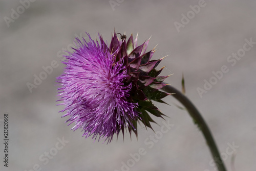 фотографія Thistle and Spider 2463