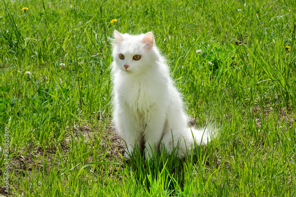 White fluffy cat is walking on a grass with dandelions on a sunny day.