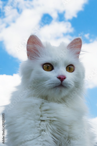 Portrait of white fluffy cat on a background of blue sky with clouds.