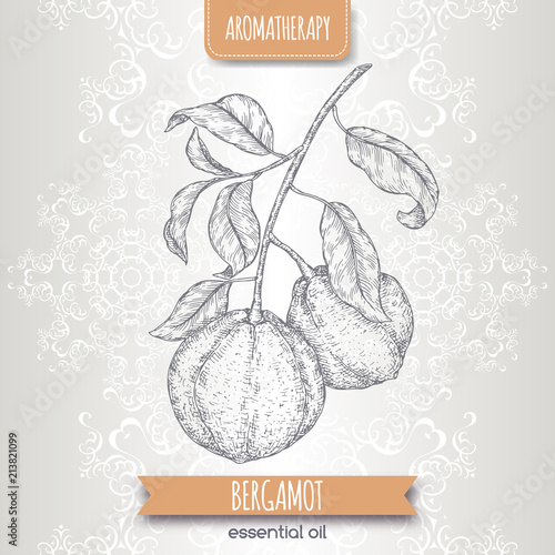 Citrus bergamia aka bergamot branch sketch on elegant lace background.