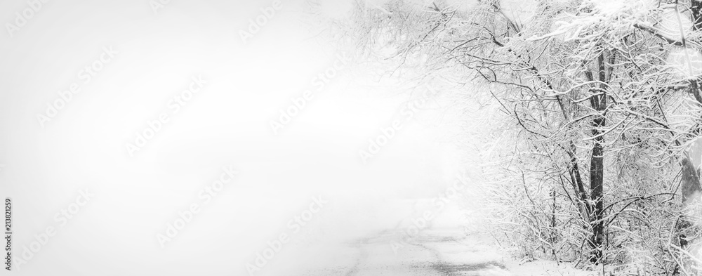 Fototapeta premium Forest after sleet. Monochrome winter forest landscape.