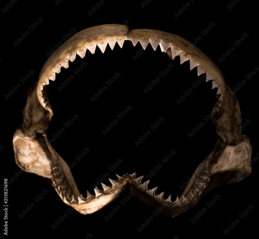 shark teeth