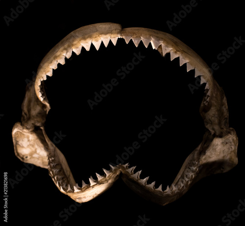 Obraz na płótnie shark teeth w salonie