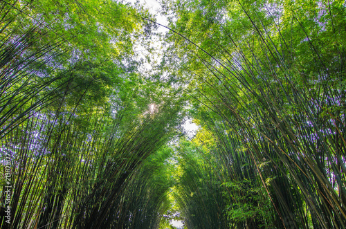 Tunnel bamboo trees and walkway at thailand  Focus on top view.
