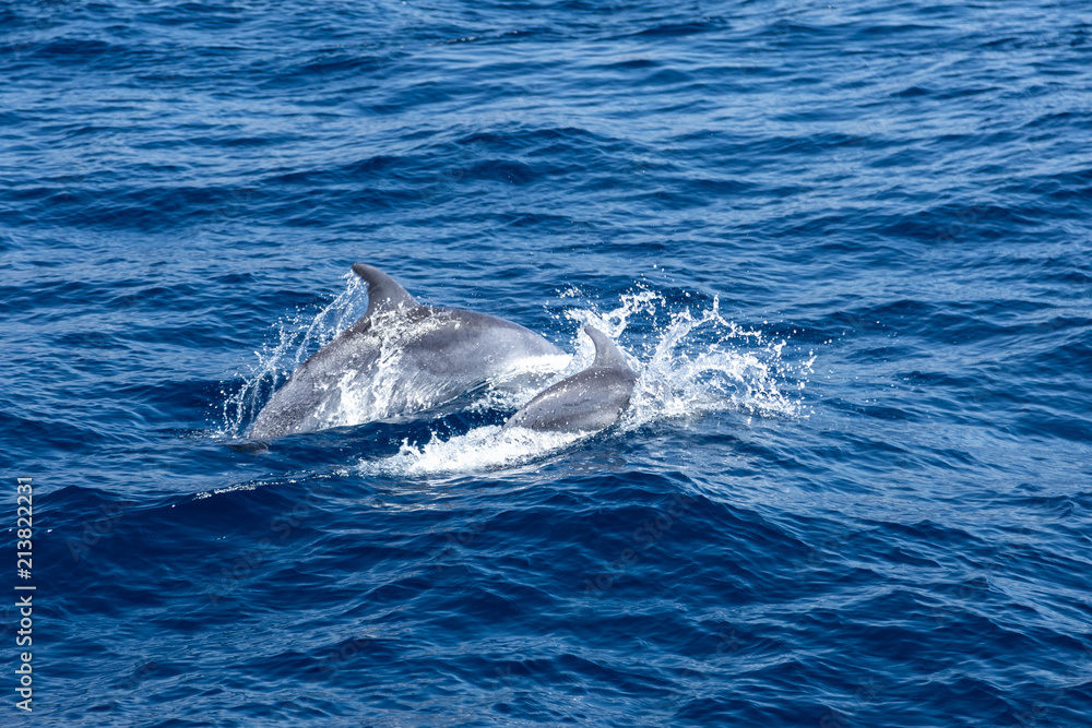 Naklejka premium dolphin