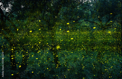 Abstract and magical image of Many firefly flying in the forest. Fireflies in the bush at night in Bangkok (Prachinburi) Thailand. Firefly symbolizes the integrity of the ecosystem. 