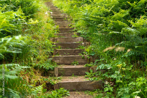 Uphill timber edged treads of steps on a stairway path leading mysteriously upwards through dense vegetation and ferns being part of a country walk 