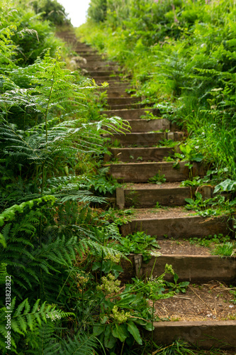 Hillside stairs cut into the soil and edged with timber to stop erosion the pathway leads mysteriously uphill with fern branches and other vegetation