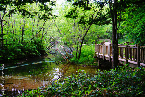 Taisho-ike pond, Kamikochi, Nagano, Japan photo