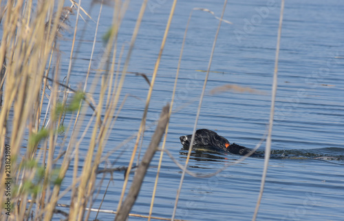 Working Spaniel swim in the river