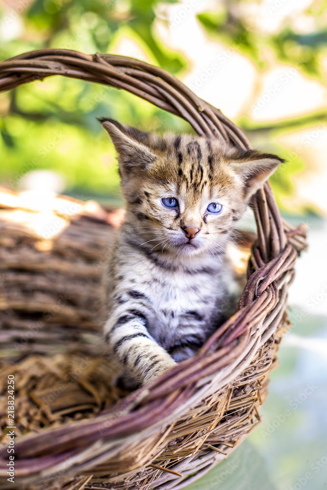 Fototapeta premium Savannah kitten F1
