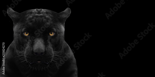 black panther shot close up with black background photo
