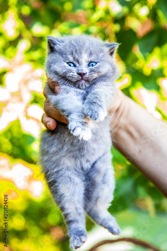 Scottish blue and black kittens