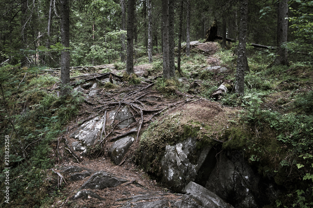 Huge roots of trees in a gloomy forest.