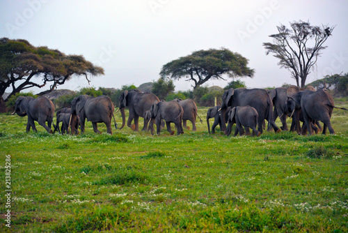 Photography Herd of elephants