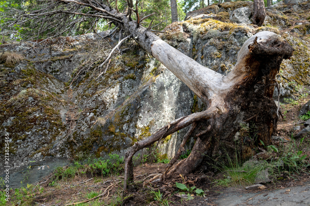 Huge roots of trees in a gloomy forest.