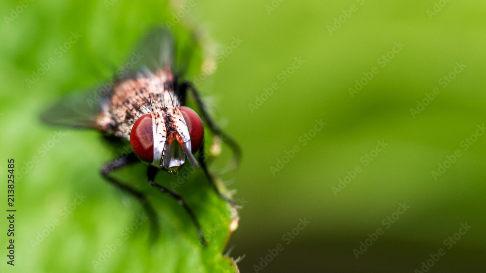 Macro Fly On Leaf Macro Fly On Leaf