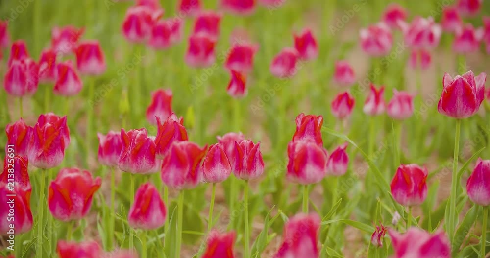 Beautiful Red Tulips Blooming On Field Beautiful Red Tulips Blooming On Field