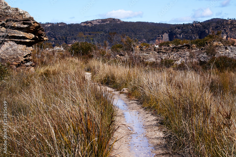 Bush walk