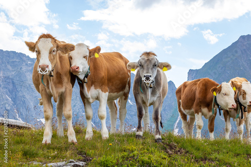 Five cows looking in the cam in the austrian alps on a green meadow with cloudy sky
