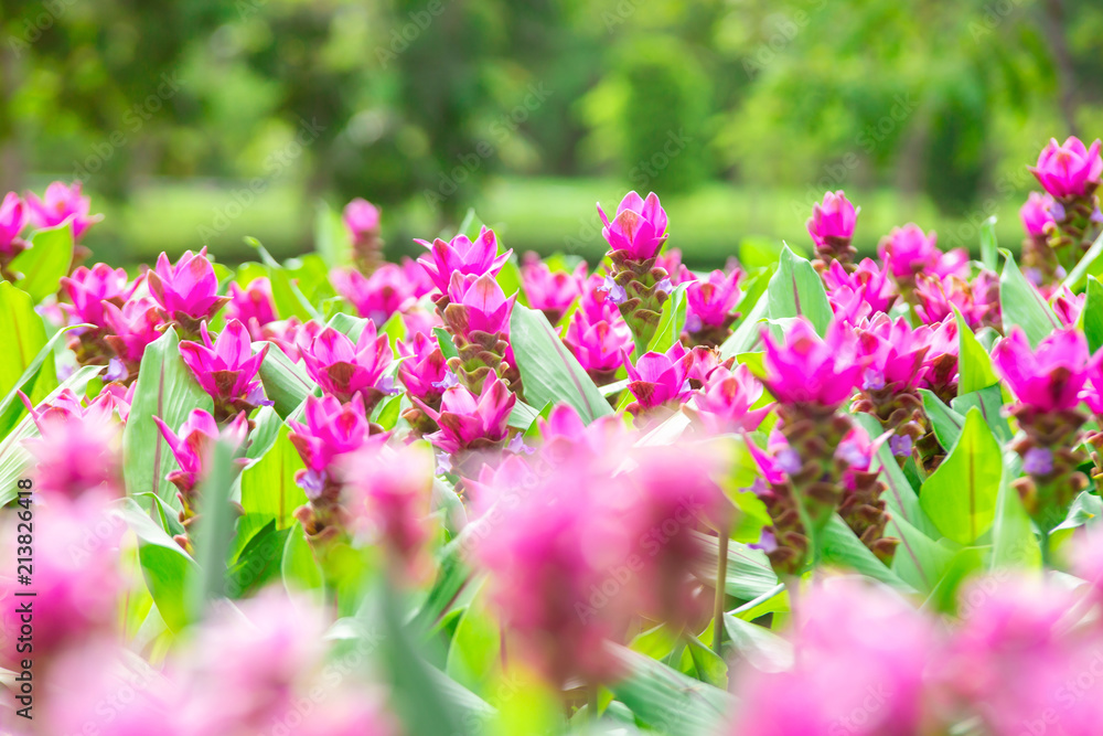 Photo close up Krachai flower in park .Natural flower field.Pink flower in blur background Photo close up Krachai flower in park .Natural flower field.Pink flower in blur background