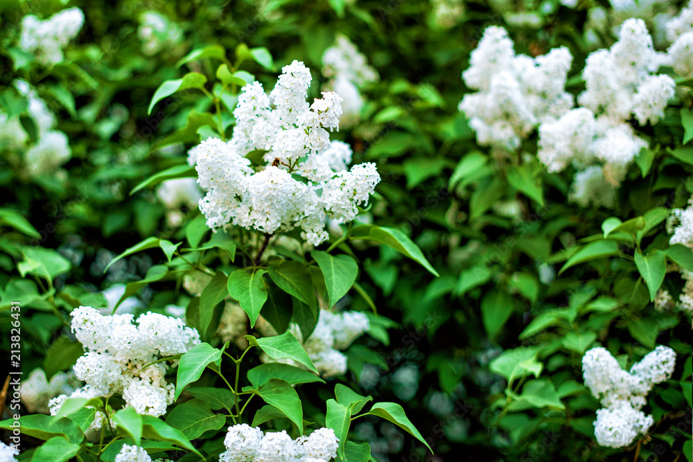 White lilac texture background White lilac texture background