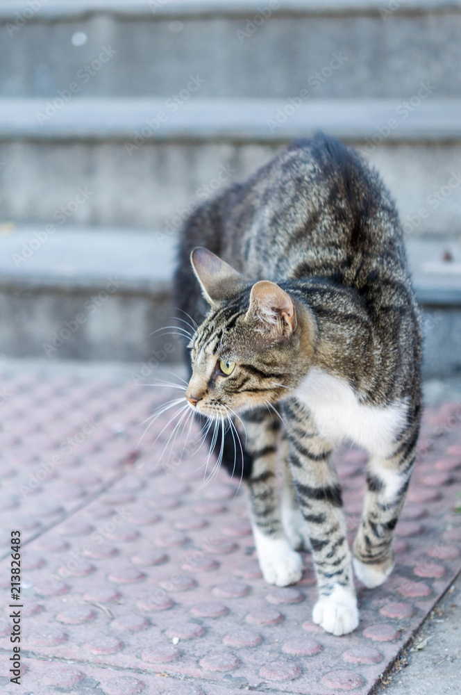 Obraz premium A stray cat outdoors