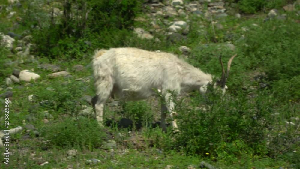 Cows walk on a green grass. Mountain landscape. Cows walk on a green grass. Mountain landscape.