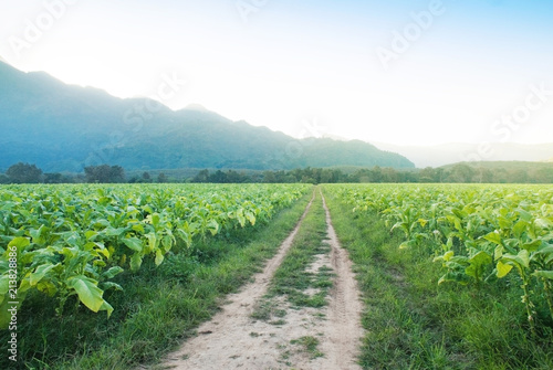Landscaped acres of tobacco surrounded by mountains and natural sunlight.