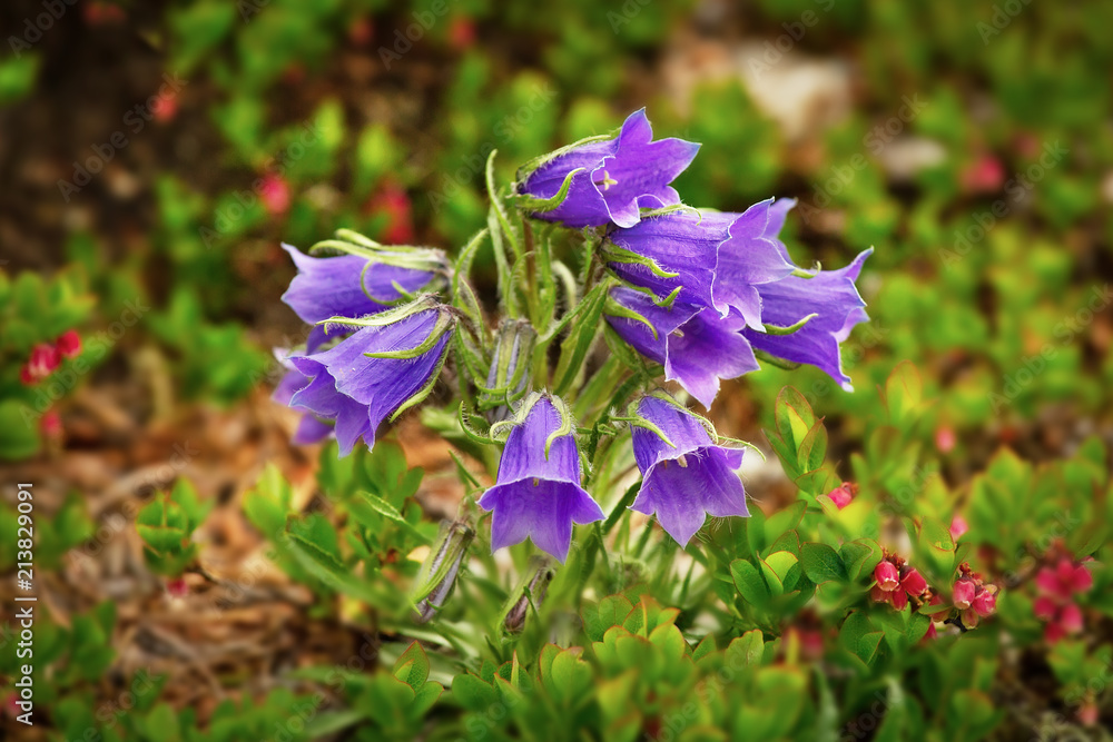 Mountain purple flowers, springtime floral theme