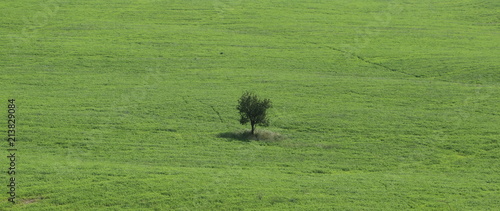 Albero solitario  photo