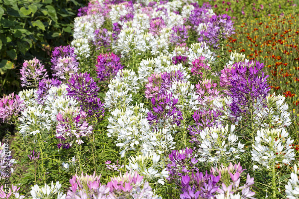 Spinnenblume (Cleome Spinosa) im Beet Spinnenblume (Cleome Spinosa) im Beet