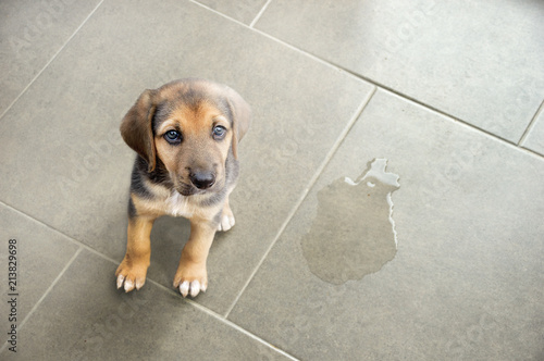 Fototapeta Naklejka Na Ścianę i Meble -  educate your pet