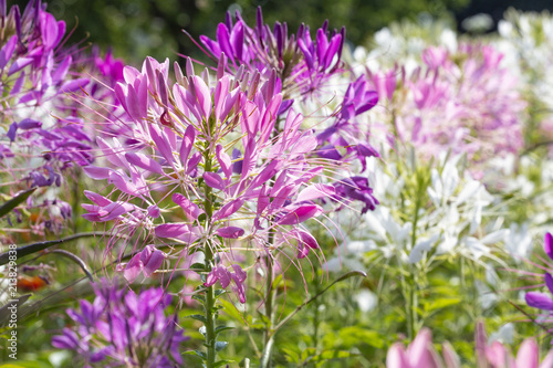 Spinnenblume  Cleome Spinosa  im Beet