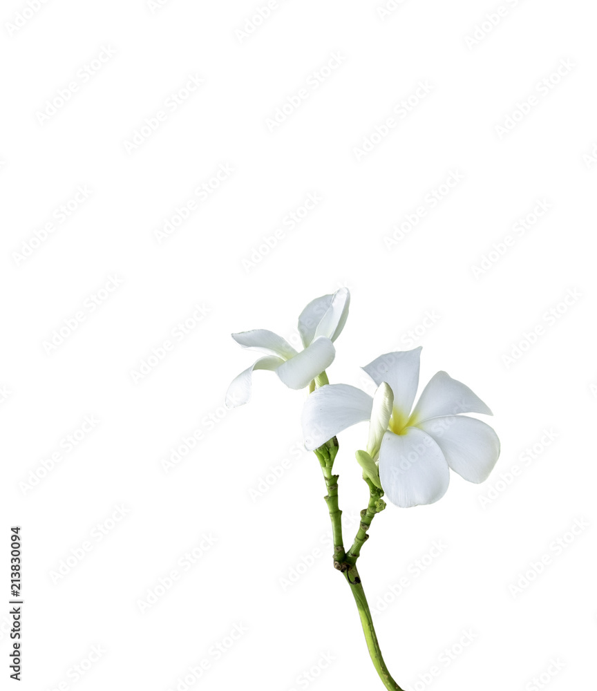 bouquet white plumeria isolated with clip path bouquet white plumeria isolated with clip path