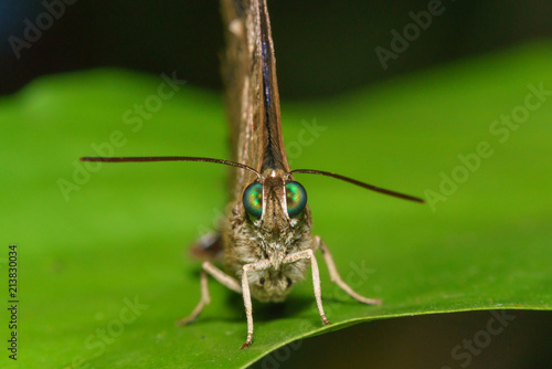 Macro Close up Butterfly