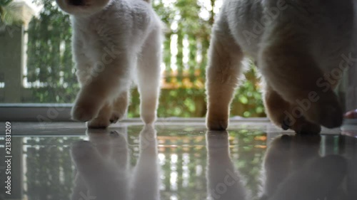 slow motion group of pomeranian dogs cute pet walking in home