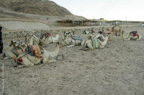 A group of camels on the sand, Egypt photo