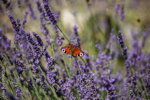 Fototapeta Naklejka Na Ścianę i Meble -  Peacock butterfly sitting on violet lavender with blurred background in the garden or field