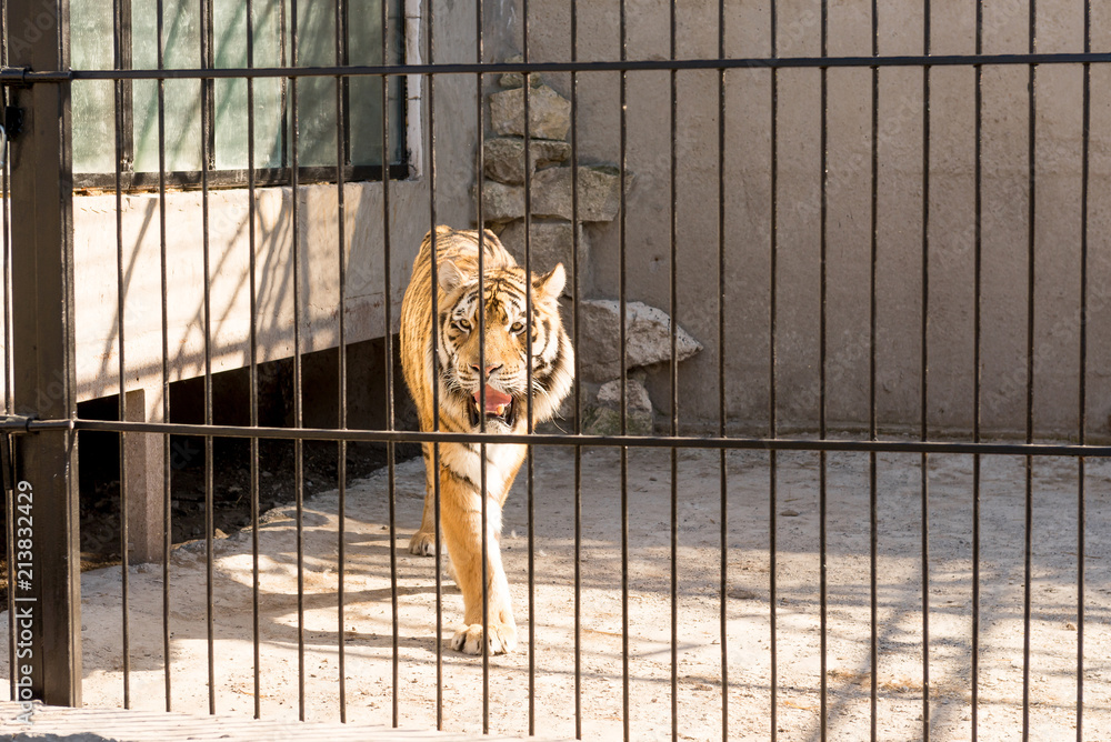 Fototapeta premium Tygrys w niewoli w zoo za kratkami. Siła i agresja w klatce.