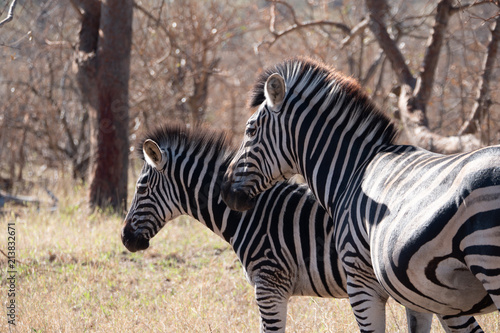 Zebras in Kruger Park  South Africa