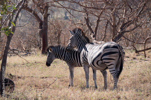 Zebras in Kruger Park, South Africa