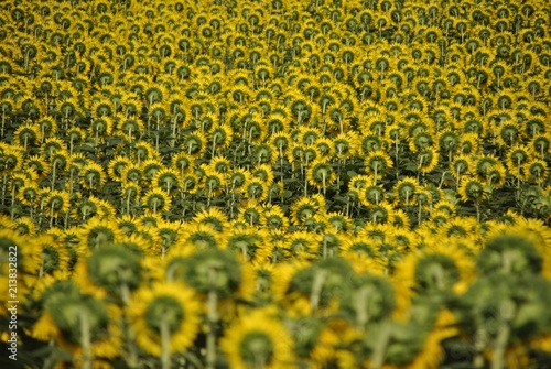 yellow sunflowers field in summer from the back