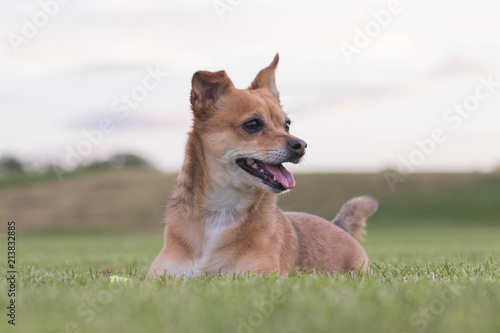 Cute dog in field