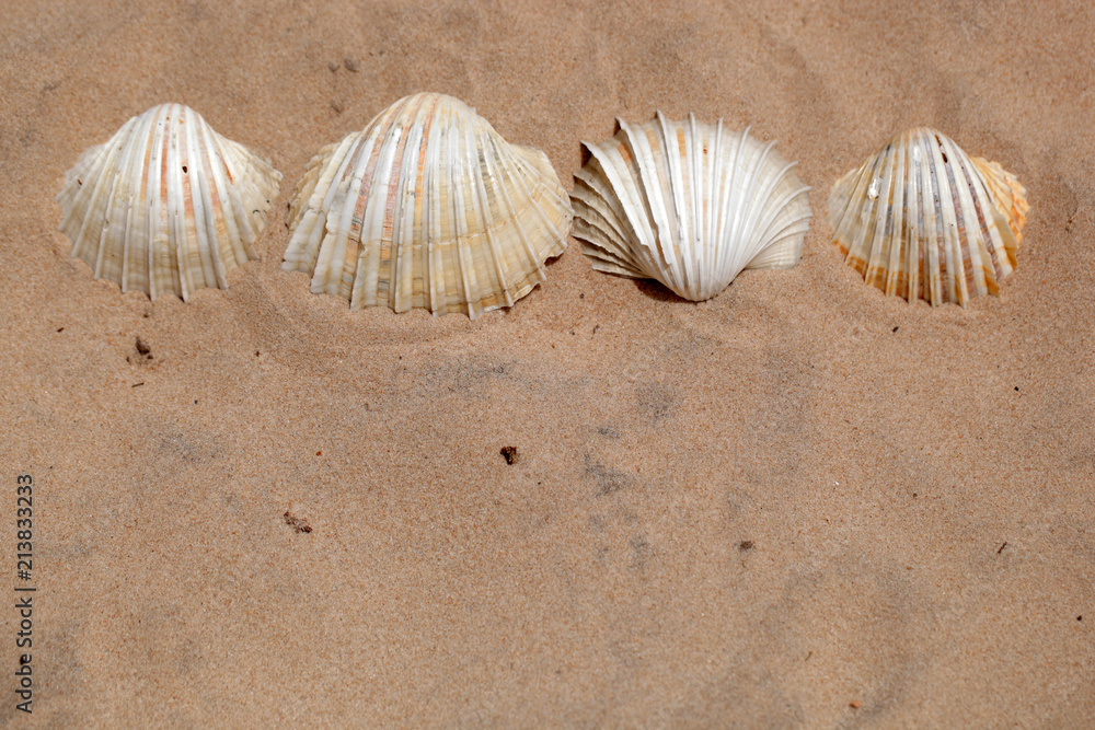 many white bright cockle shells background on a bright sand in Africa many white bright cockle shells background on a bright sand in Africa