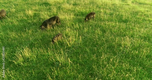 American Guinea Hogs in Grass Field at Dusk
