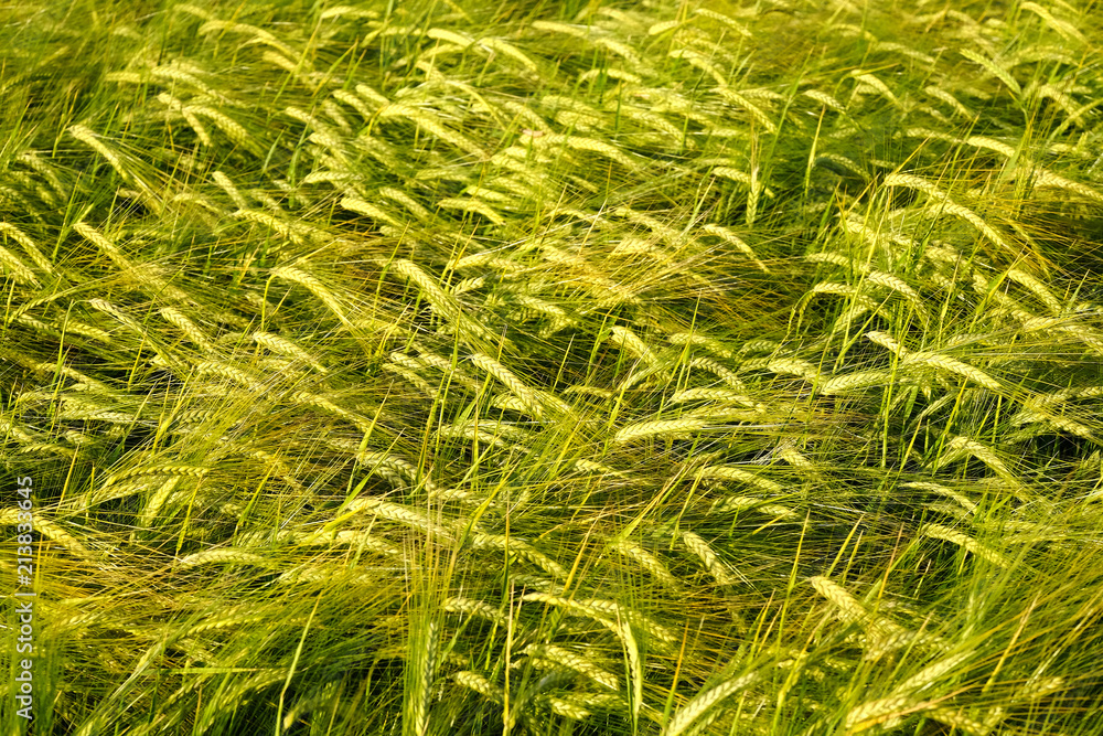 Grain Field Wheat Growth Growing Green Farming Agricultural Grain Field Wheat Growth Growing Green Farming Agricultural