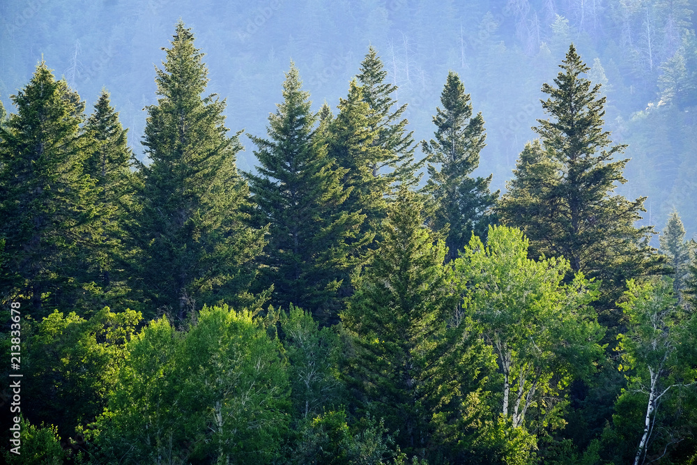 Pine Forest in Wilderness Mountains Pine Forest in Wilderness Mountains
